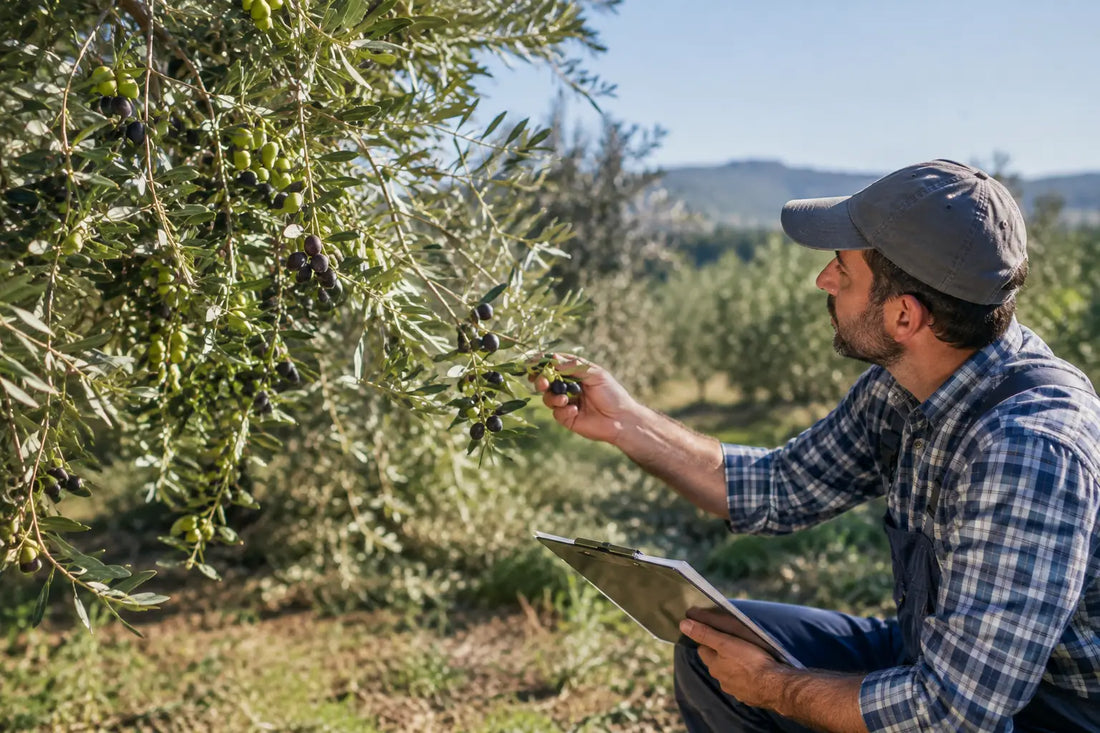 Zeytin Bahçesi Besleme Kontrol Listesi: 8 Adım