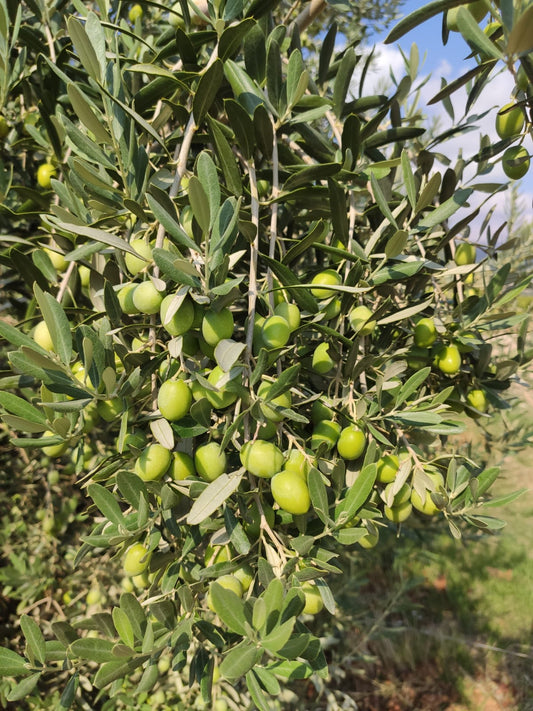 Zeytinde Çiçek Dökülmesi Neden Olur?