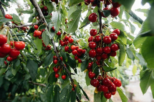 Kirazda Çatlama Neden Olur? Çatlamayı Azaltmak İçin Etkili Çözümler
