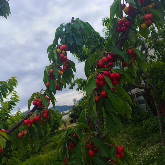 PashaWorm Mix Premium Pro Seri 10 Litre