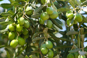 Zeytin dalı ve PashaWorm Zeytin Gübresi kullanım alanı