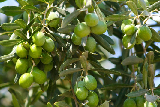 PashaWorm Zeytin Gübresi 10 LT