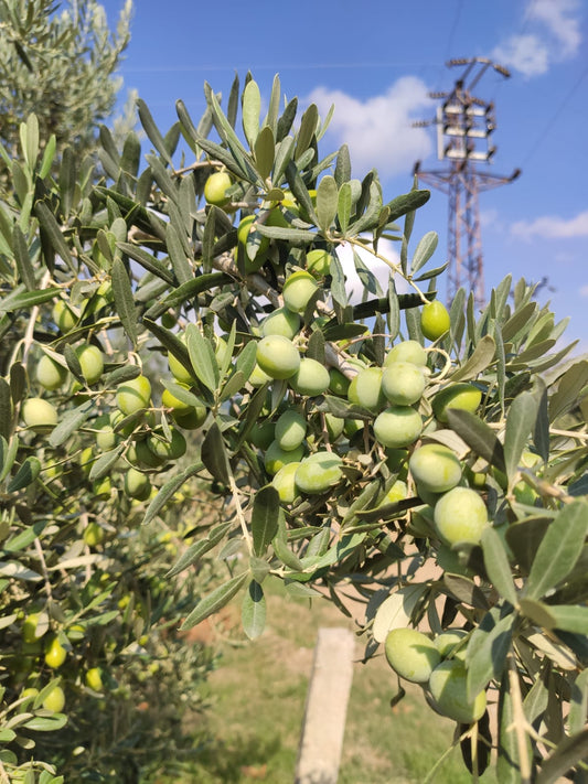 PashaWorm Zeytin Gübresi 5 LT