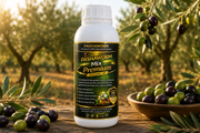 PashaWorm Premium Pro V2 1 LT premium sıvı solucan gübresi zeytin bahçesinde