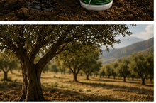 Zeytin bahçesi PashaWorm Zeytin gübresi kullanım alanı