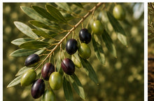 Zeytin dalında yeşil ve olgun zeytinler