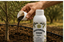 PashaWorm Zeytin gübresi damlama uygulaması