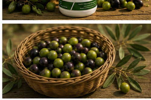 Zeytin hasadı ve PashaWorm Zeytin gübresi kullanım alanı